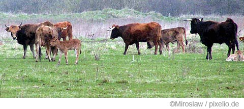 Auerochsen - zurück gezüchtet aus Rindern, die sein Erbgut noch tragen